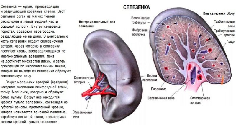Анатомия селезенки человека атлас