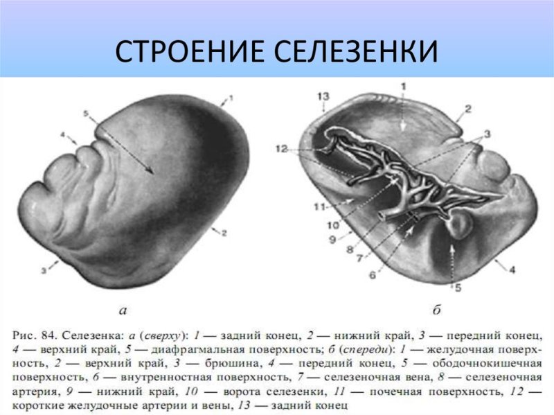 Висцеральная поверхность селезенки анатомия