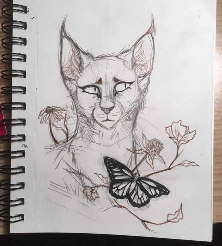 Рисунок кошки для срисовки