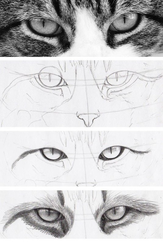 Кошка рисунок карандашом