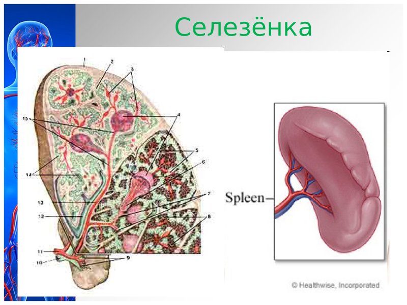 Селезенка препарат анатомический