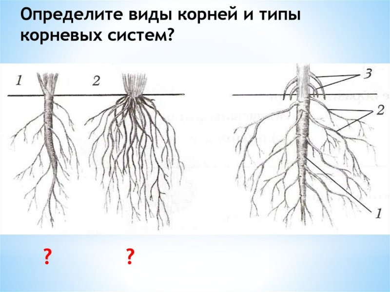 Строение корня корневые системы