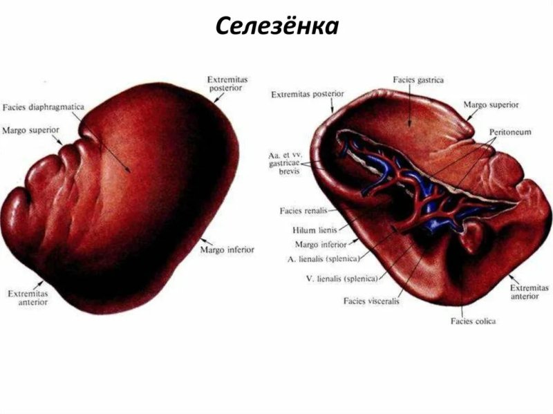Поверхности селезенки анатомия
