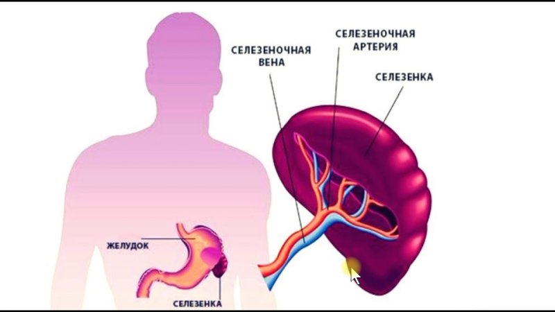 Строение человека селезенка
