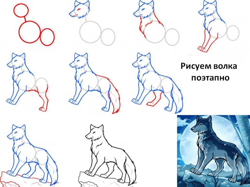 Как нарисовать волка карандашом