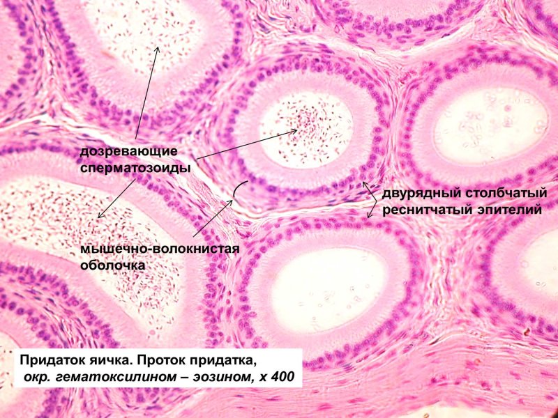 Семенник гистология препарат