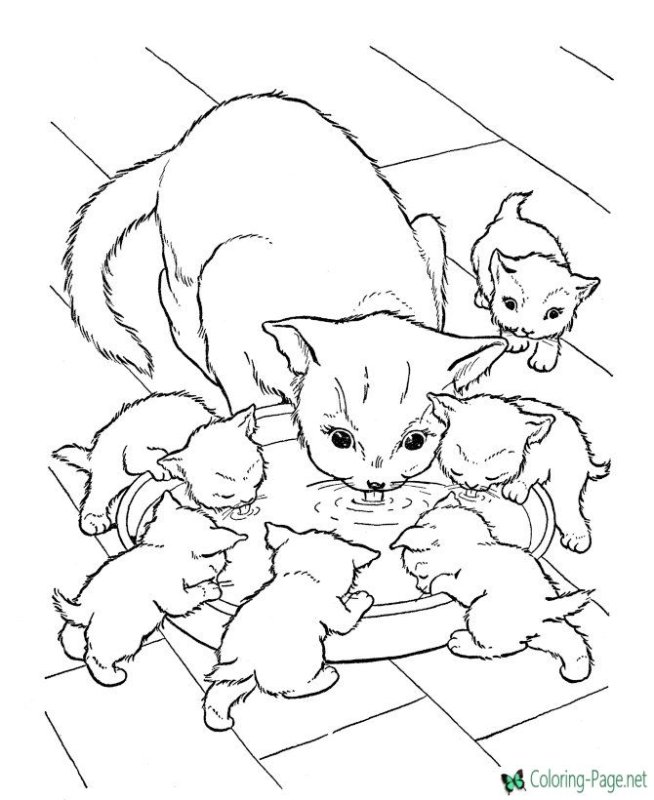 Котенок. Раскраска