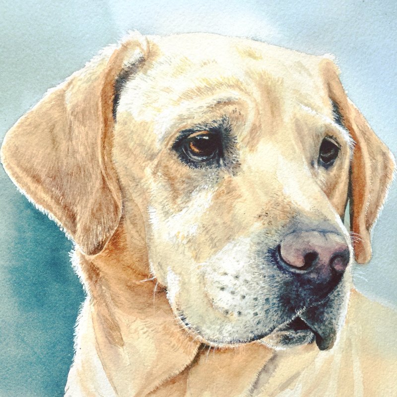 Лабрадор ретривер арт