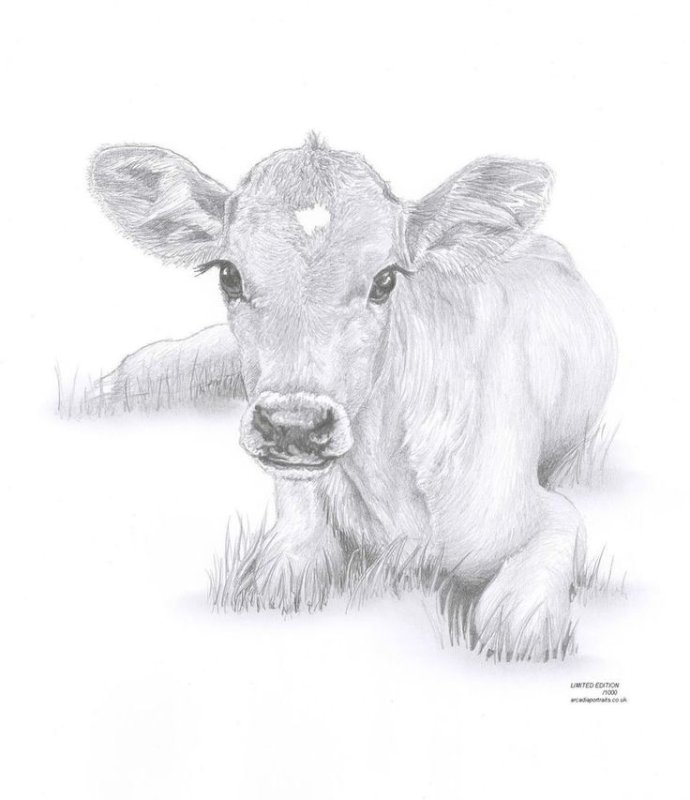 Рисунок коровы для срисовки