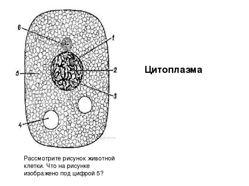 Строение цитоплазмы растительной клетки