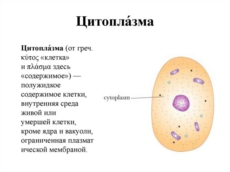 Цитоплазма ;bdjnyjqrktnrb строение