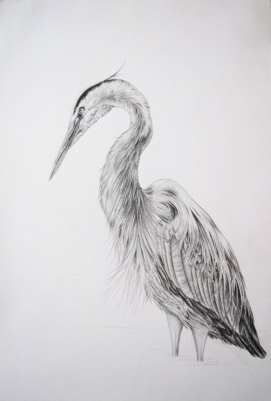Цапля скетч