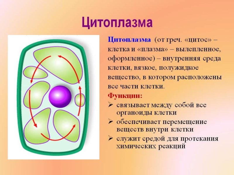 Строение цитоплазмы