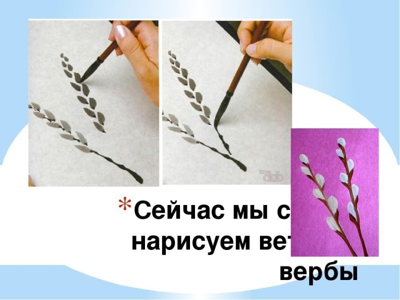 Веточка вербы рисунок