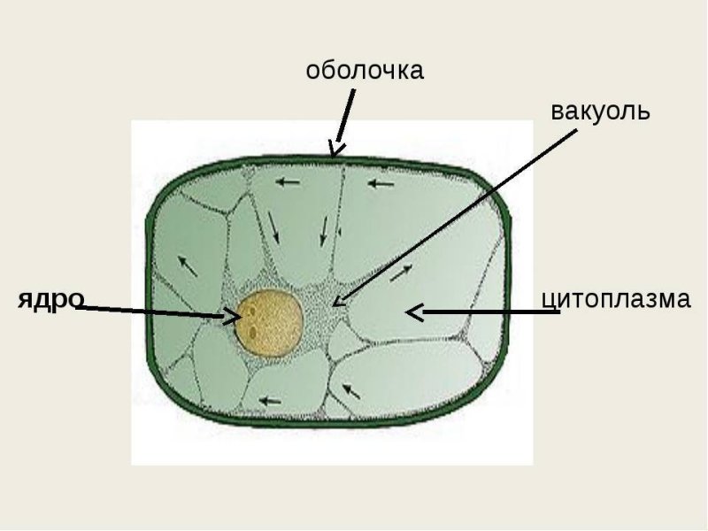 Строение клетки вакуоль