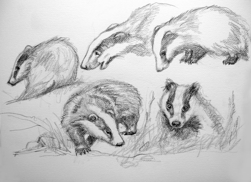 Нарисовать барсука