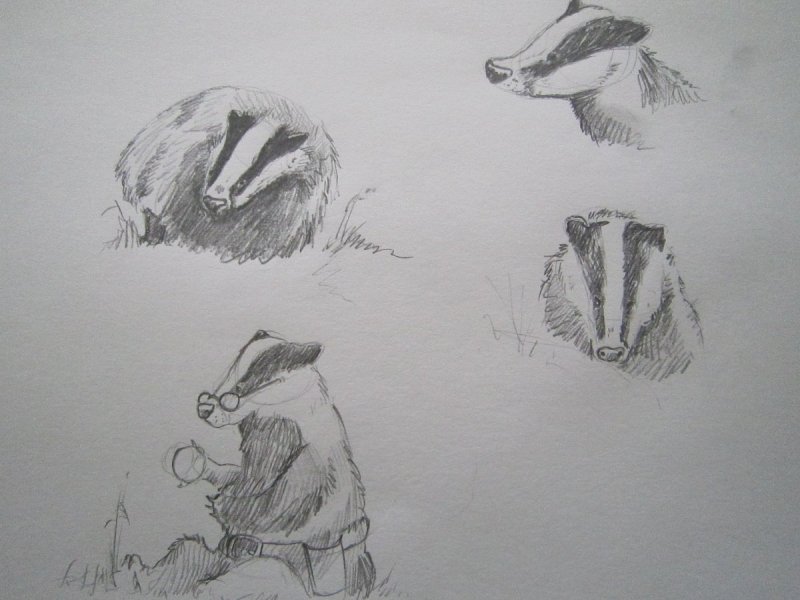 Барсук рисунок