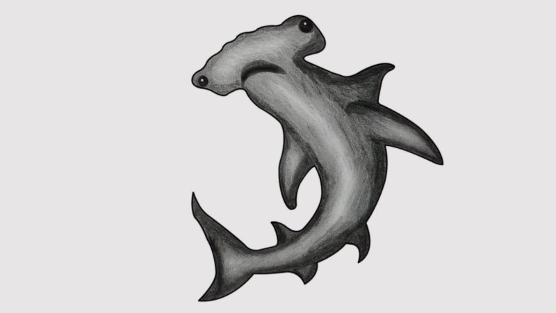 Рыба молот рисунок