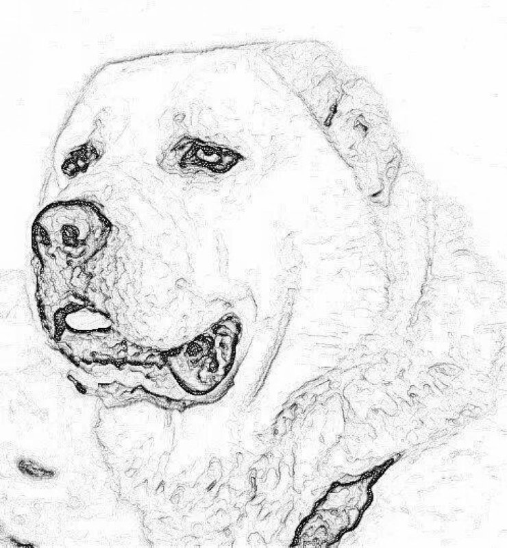 Среднеазиатская овчарка