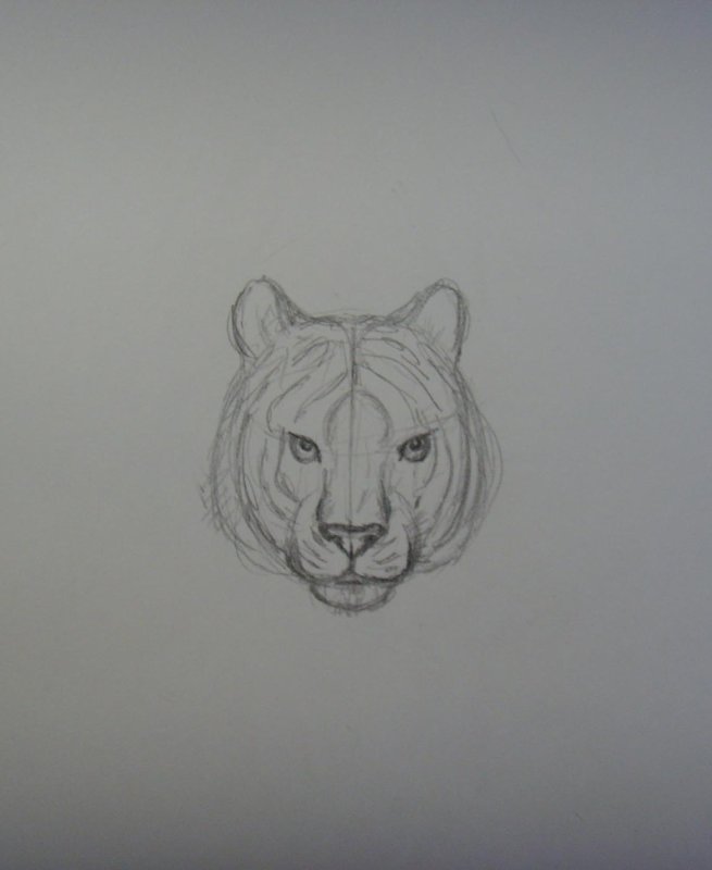 Рисунок тигра карандашом для срисовки легко