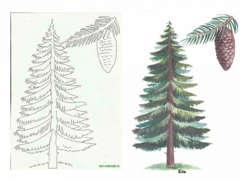 Рисунок ели и сосны