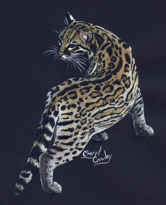 Бенгальский кот арт
