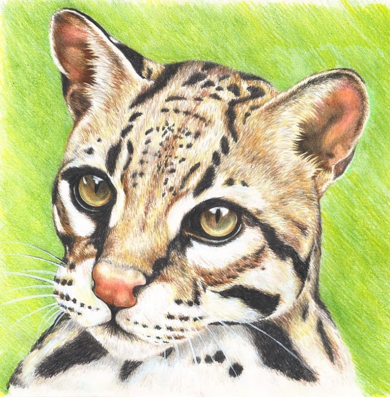 Рисунки животных легкие