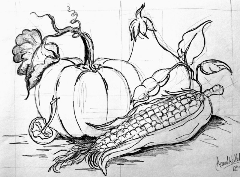 Зарисовки овощей и фруктов карандашом
