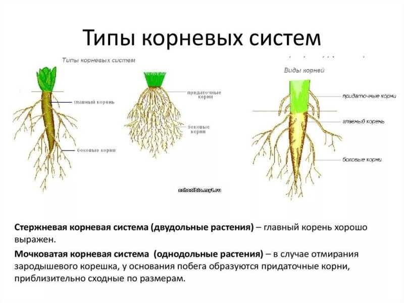 Стержневая корневая система у моркови