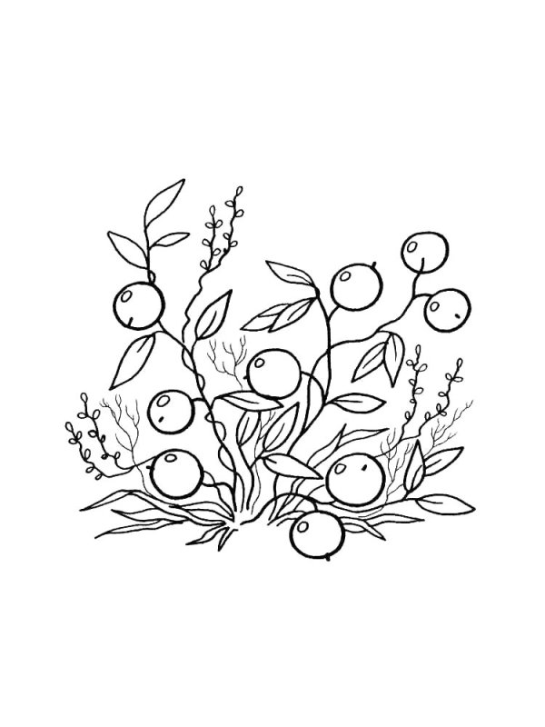 раскраски ягоды клюква брусника черника