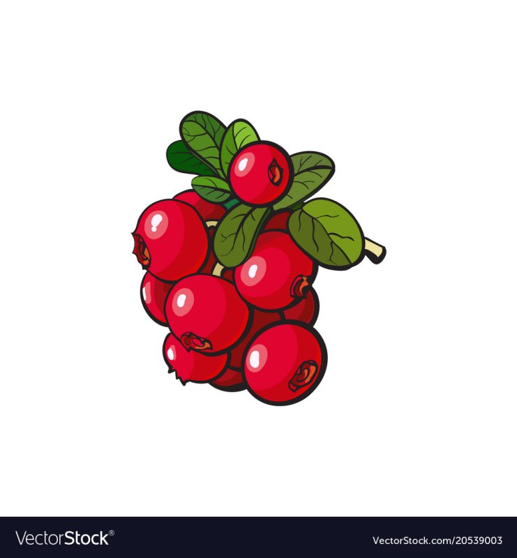 Клюква для дошкольников