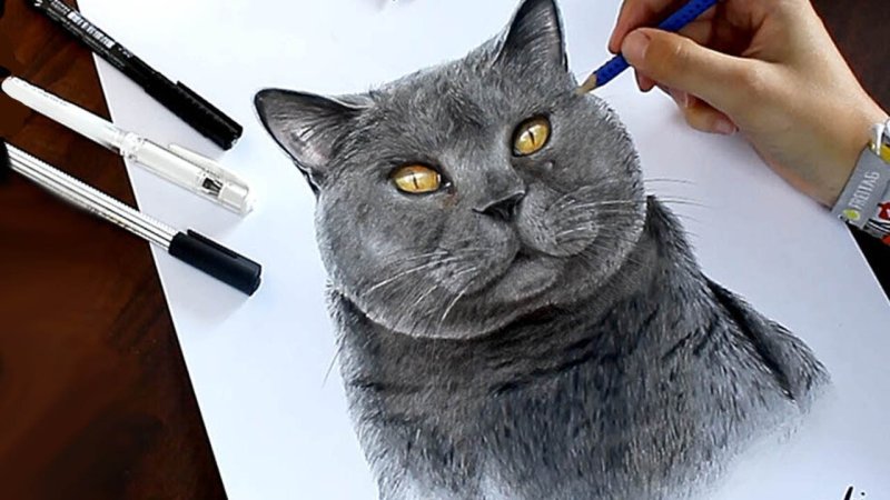 Кот рисунок