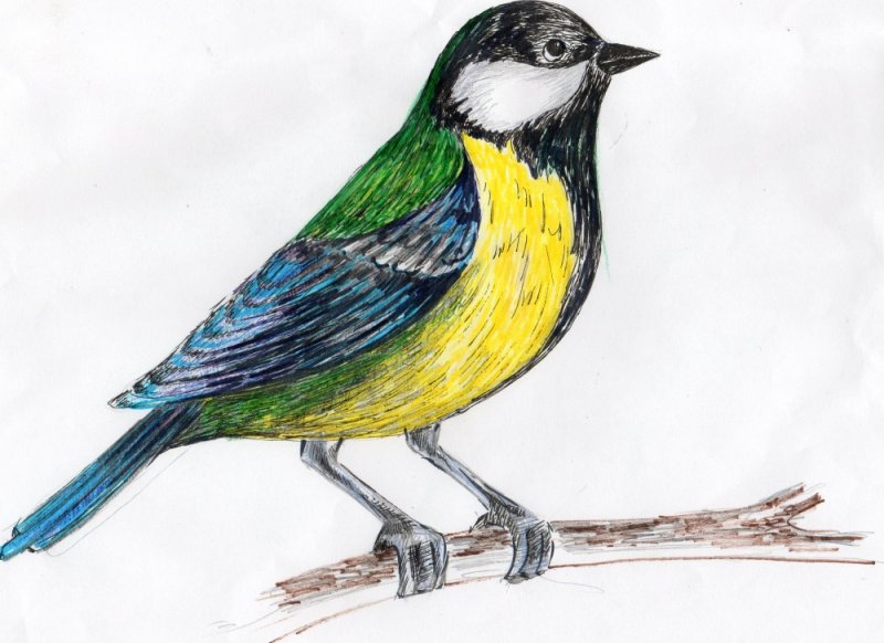 Птица рисунок