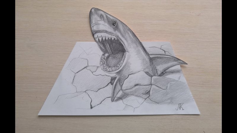 акула рисунок карандашом