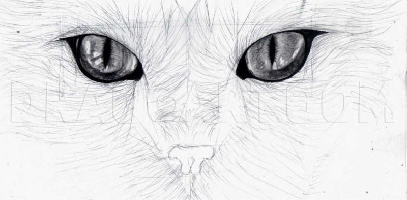 Морда кота рисунок