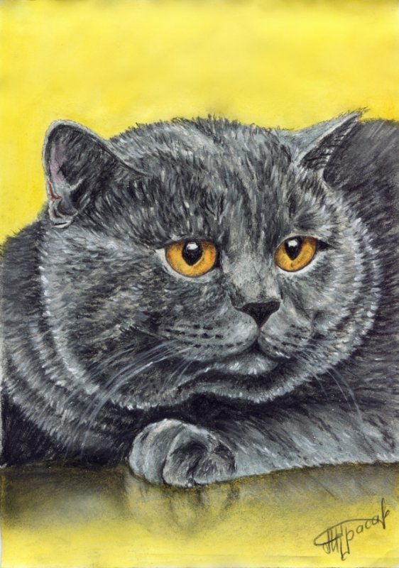 Британский кот мультяшный