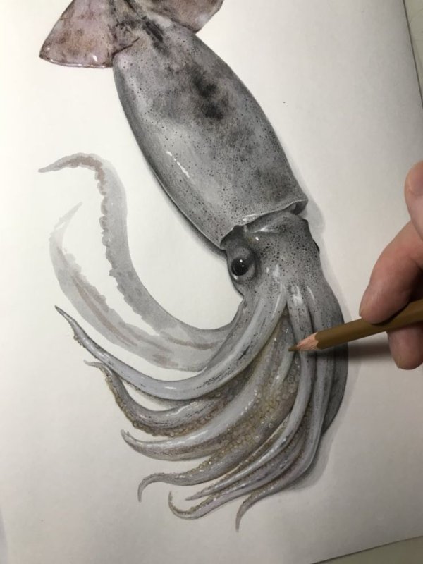 кальмар карандашом