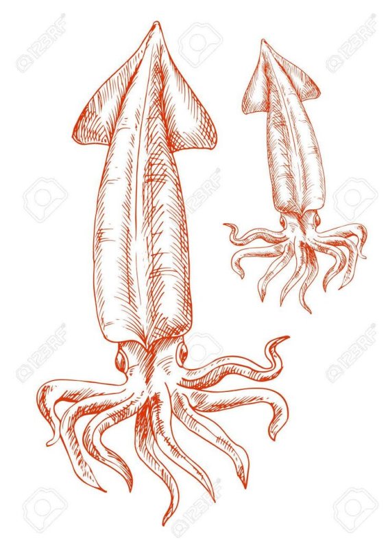 кальмар эскиз