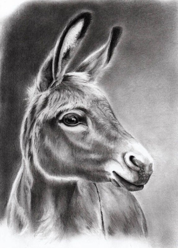 Ишак рисунок