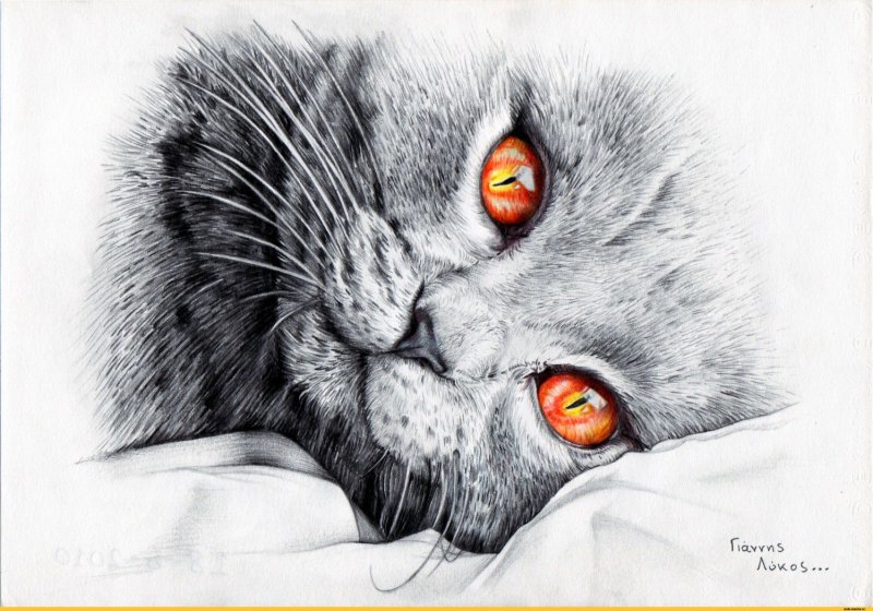 Рисунки котиков