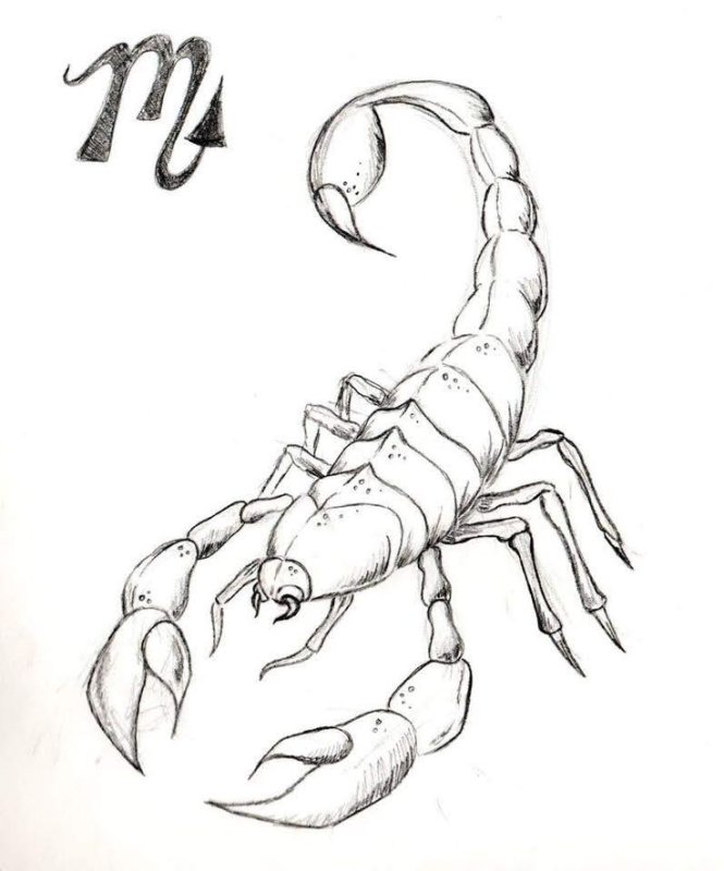 Рисунки для срисовки Скорпион