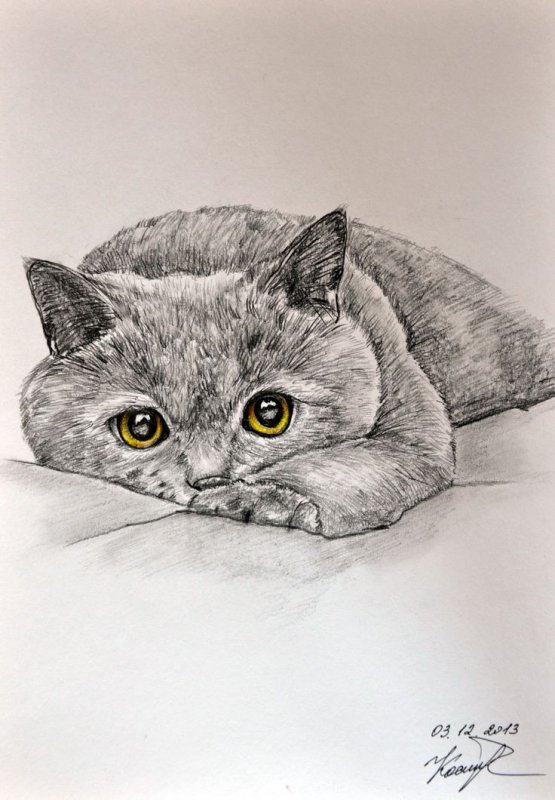 Кошка рисунок карандашом