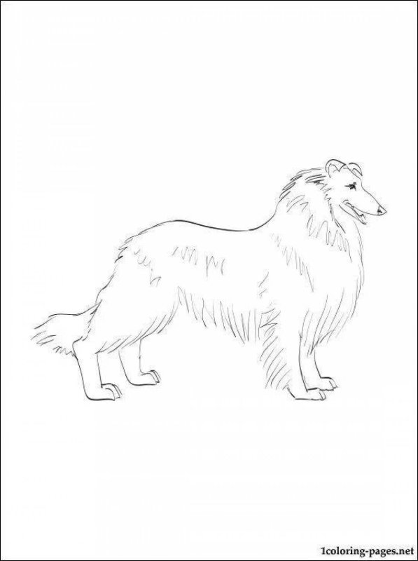 Шелти раскраска