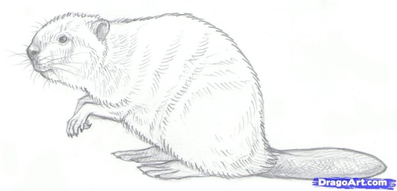 бобер рисунок карандашом