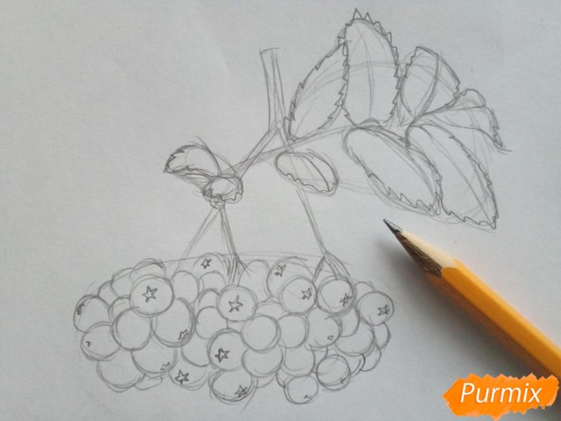 Рябина рисунок карандашом
