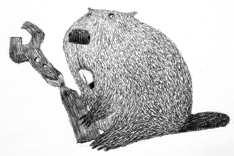 Рисунок речного бобра