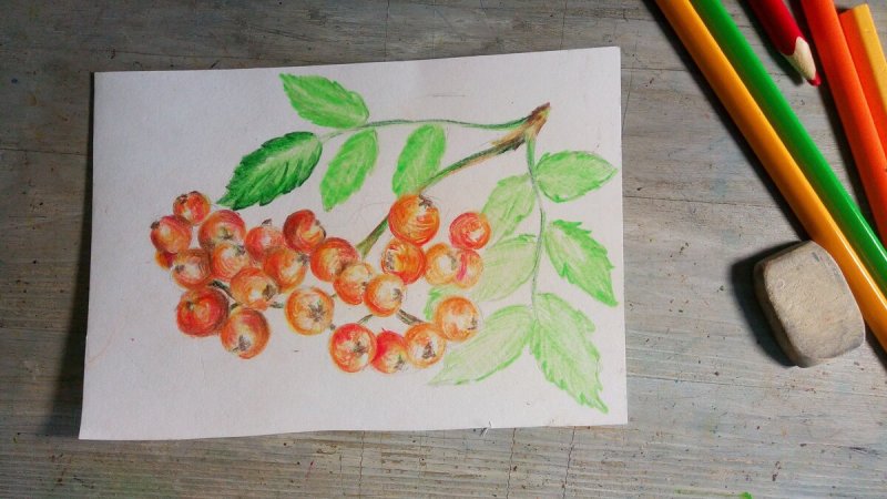Рябина рисунок