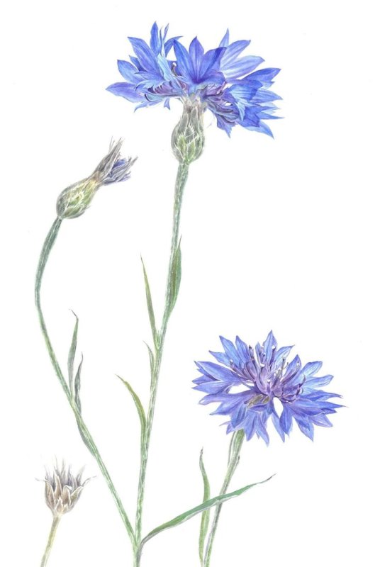 Centaurea cyanus Ботаническая иллюстрация