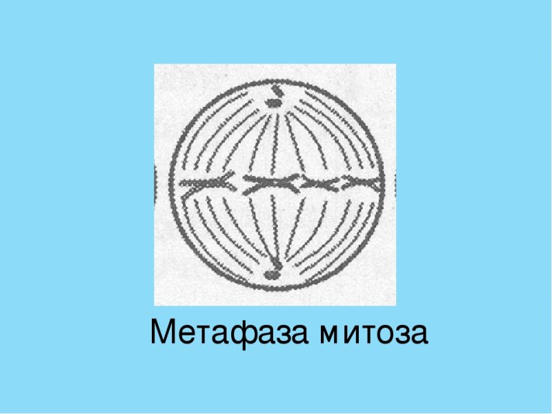 Метафаза мейоза 2