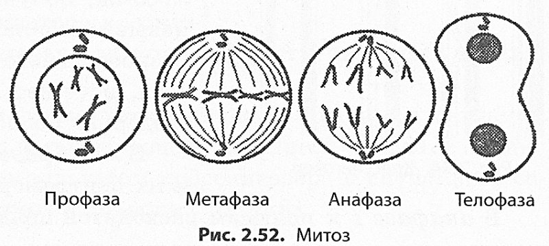 Фаза профаза рисунок